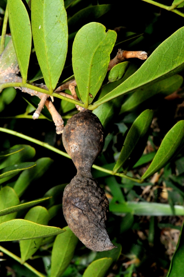 Mountain Laurel Seed Pod~Several Years Old