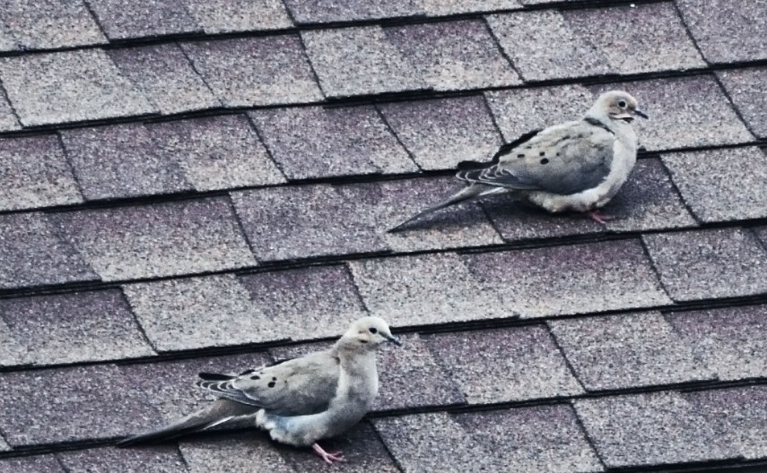 Doves Pair_cropped