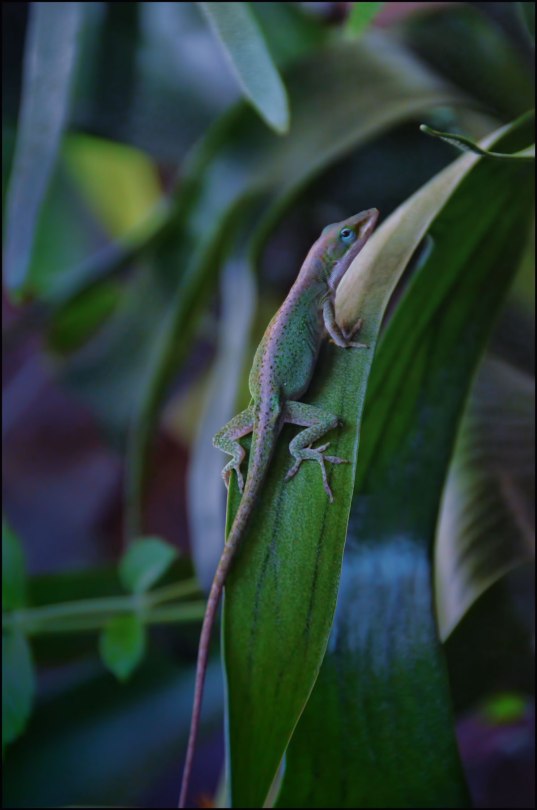 Anole-on-staghorn-1200
