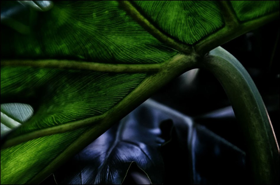 Philodendron-Dark-1000