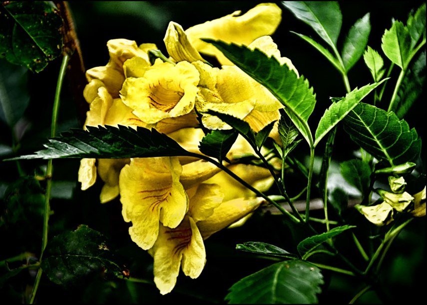 Yellow-Flower-1000