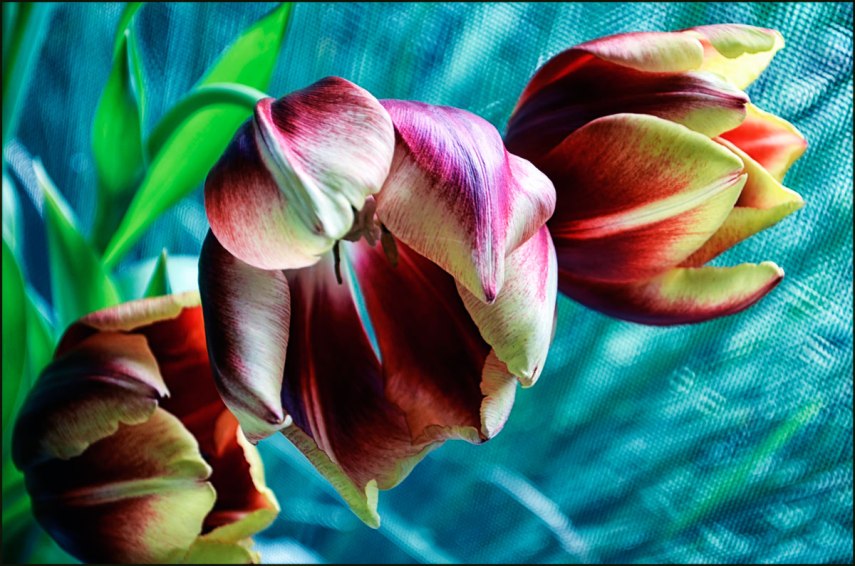 Three-tulips-post-1200