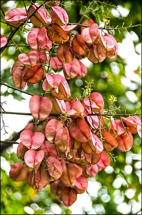 Hanging-Raintree-blossom-1200
