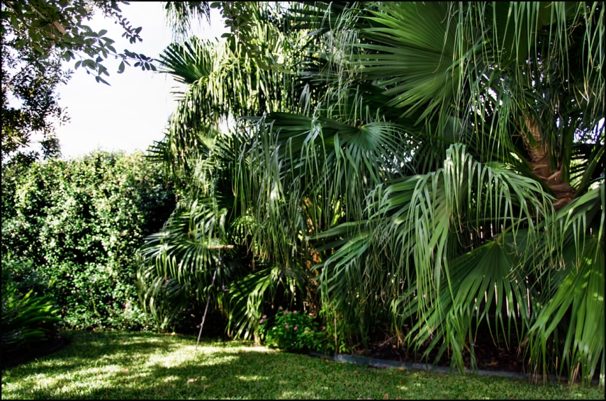 Palms-right-side-1200