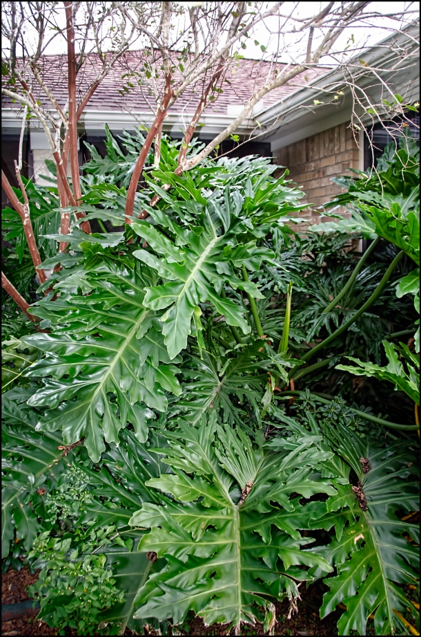 Philodendron-at-porch-1200