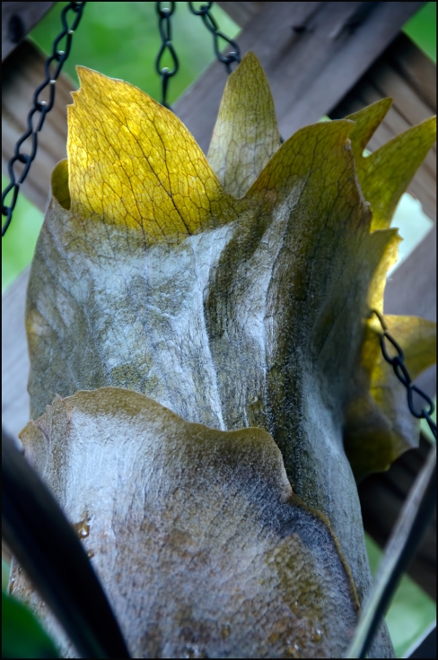 Staghorn-Leaf-Frozen