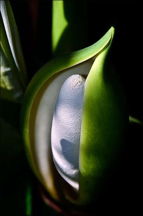 Philodendron-Bract-color-H-1200