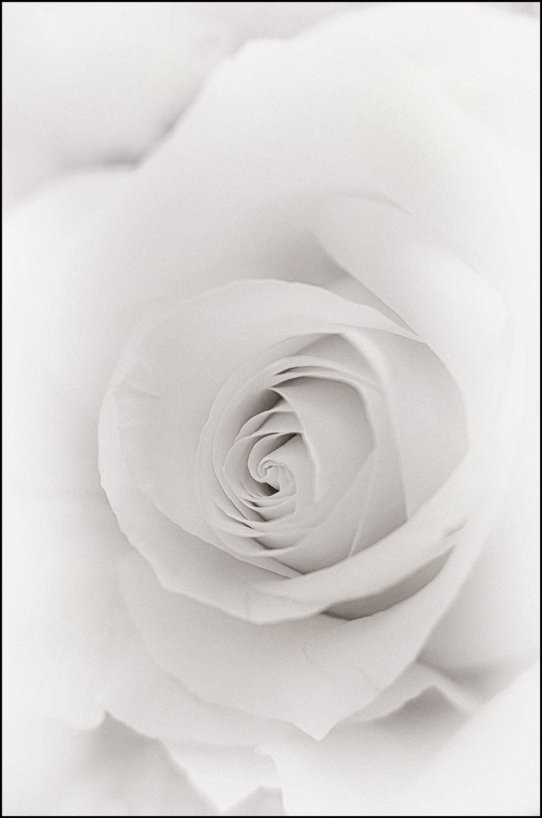 Rose-II-for-Fuzzy-White