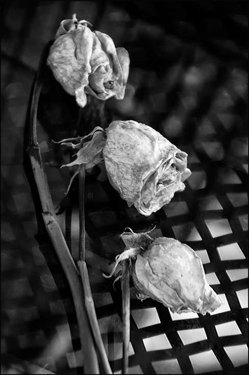Roses-three-BW