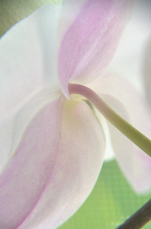 Unedited Orchid