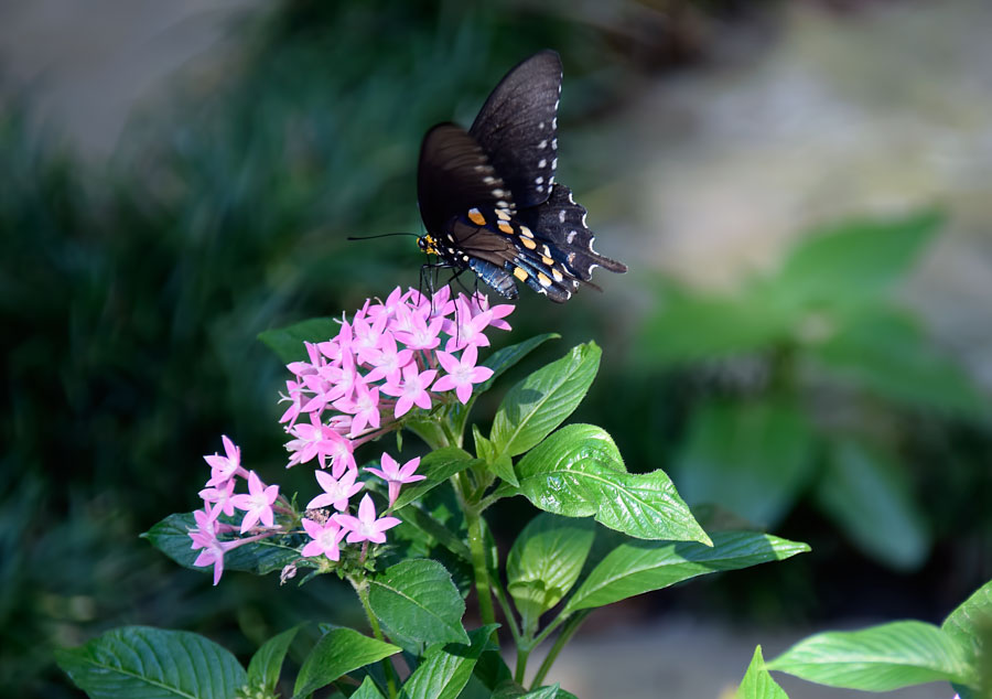 Butterfly-in-garden-Nov.