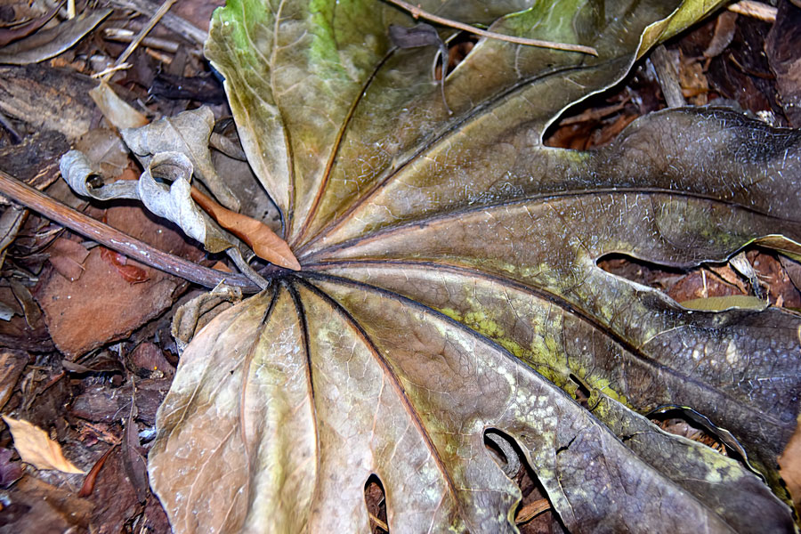 Leaf-Dead